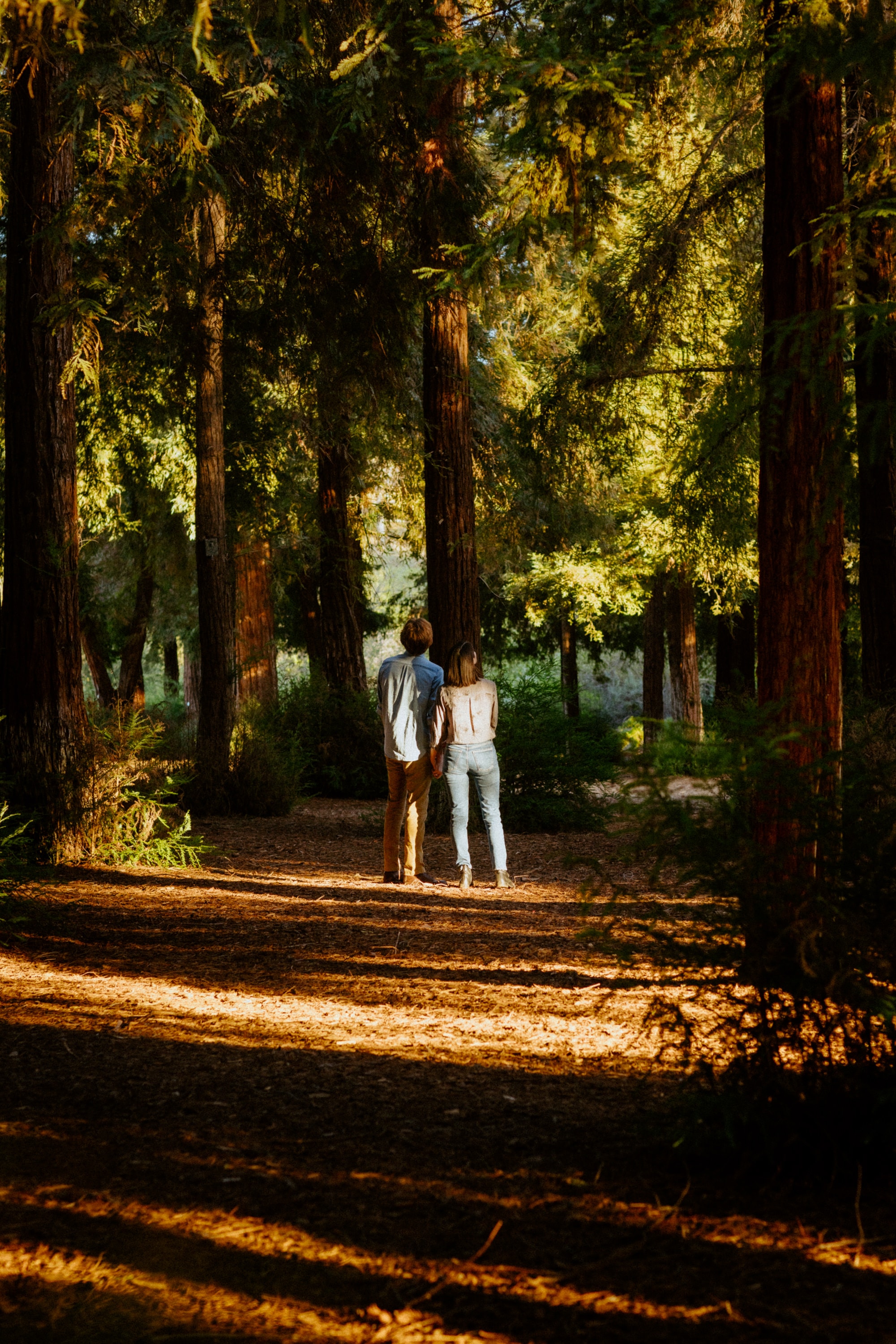 Couple taking in the natural beauty of Carbon Canyon Redwood Park during their engagement.